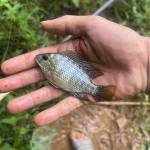 Hai Văn Profile Picture