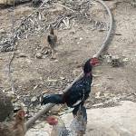 Mạnh Hoàng Profile Picture