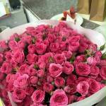 Sắc Đặng Profile Picture