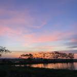 Minh Khang Profile Picture