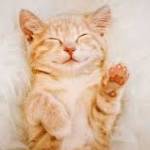 Lolotika Profile Picture