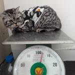 mouseshop Profile Picture