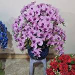 wizard1991 Profile Picture