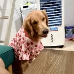 Bii Anh Profile Picture