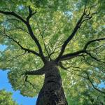 kegiaumat ke Profile Picture