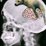 Milo Pham Profile Picture