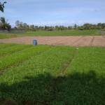 Minh Mai Profile Picture