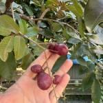 Tâm Thanh Profile Picture