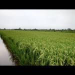 Cường Lee Profile Picture