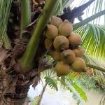 Hùng Anh Profile Picture