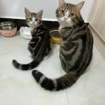 Trần Cảnh Profile Picture