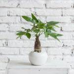 Kent Profile Picture