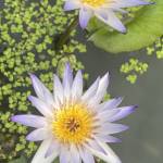 Tèo Tomy Profile Picture