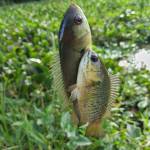 Chính chủ Profile Picture