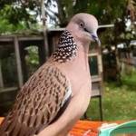 thanh sơn Profile Picture