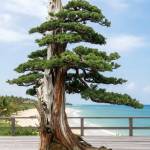 Tai Tran Profile Picture