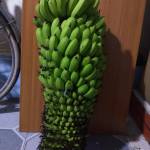 TraiNgoan Profile Picture