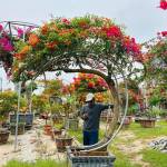 A trai Sa đéc Profile Picture