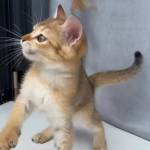 Nguyễn Phong Profile Picture