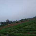 Khang huynh Profile Picture