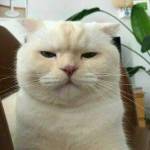 An Nguyen Profile Picture