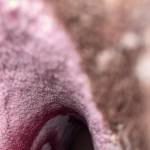 nung nung Profile Picture