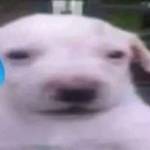 Kuu Bii Profile Picture