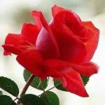 samsam25 Profile Picture