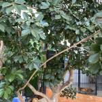 Sua Suu Profile Picture