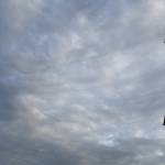 Poo Poo Profile Picture