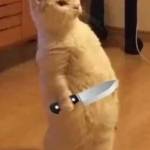 Hau Tran Profile Picture