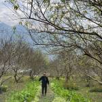 Tú Nguyễn profile picture