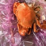 Nguyen Tran Profile Picture