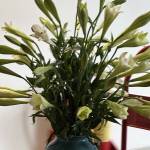 Khang Trần Nhất Profile Picture