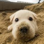 Nam Vu Profile Picture