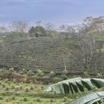 Chimxau Profile Picture