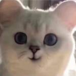 Nam Phan Profile Picture