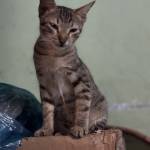 Cuong Le Profile Picture