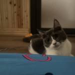 Ha Bui Profile Picture