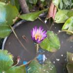 Hung Nguyen Profile Picture