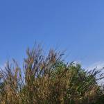 Thành Nguyễn Profile Picture