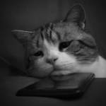 Giang Sơn Profile Picture