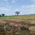 Ti Cu Profile Picture