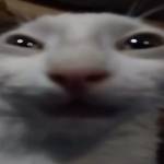 Minh Đỗ Profile Picture