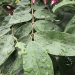 Truong Du Profile Picture