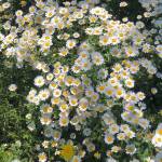 Tiến Hoàng Profile Picture