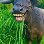 Lãnh Phong Profile Picture