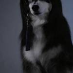 Son Le Profile Picture