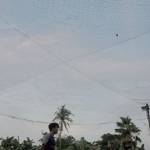 Nguyen Le Profile Picture