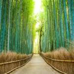 Tú Đại Profile Picture